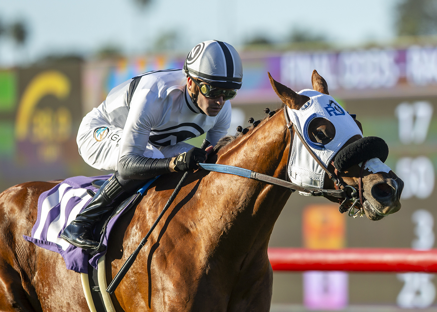 King of Gosford | Benoit Photo